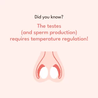 In men and most mammalian species, normal physiological spermatogenesis requires a testicular temperature that is 2–6°C below the core body temperature. 😱
Therefore, the testes are located outside the body in the scrotum because sperm production requires a temperature that is 2-3°C lower than the body's core temperature 👀
.
.
#libido #testosterone #erection #erectiledysfunction #impotence #erectile #males #menshealth #testosterone  #spermhealth #lowspermcount #healthyfertility #sperm #spermworks #fertilityawareness #ivfjourney #reproduction #surrogacyjourney #ivfsupport #ivf #surrogate #pregnancy #fertility #artificialinsemination #naturalfertility