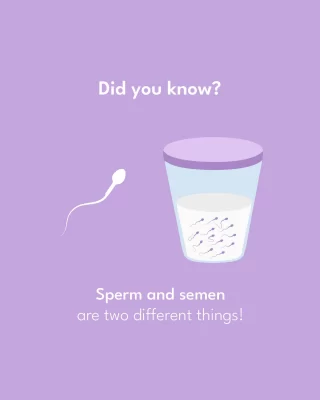 If you've been using these terms interchangeably, it's time you stopped because they aren't the same 👀
Semen is what's produced by the penis during ejaculation, while sperm (which are included in the semen) are the microscopic tadpole-like germ cells that are on a mission to fertilize an egg. 🤔
Sperms carry half the number of regular human chromosomes and eggs carry the other half so that a zygote will have a full set.
PS: If a sperm with an X chromosome fertilizes an egg, the zygote will be female, and if the sperm carries a Y chromosome, it will be male.
.
.
#sperm #spermdonor #spermbank #sperms #spermdonation #spermanalysis #spermhood #spermquality #spermissues #spermquantity #spermdoner #semen #testosterone #maleproblems #infertilityissues #semenandsperm