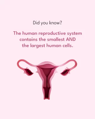 The largest cell in the human body is the egg cell - the average size of the cell is approximately 0.15 millimeters to 0.2 millimeters. Also called the female reproductive gamete or cell, the ovum or egg cell in the human female body is typically visible to naked eyes without a microscope. 😲
Very interestingly, it should also be noted that according to the suggestions of most scientists, the sperm cell is the smallest in the human body in terms of volume, with the length being around 55-65 µm. 👀
Talk about an interesting reproductive system insight, right?
.
.
#semen #spermsize #smallestcell #largestcell #eggcell #ovum #ova #femalereproductivesystem #malefertility #spermhealth #spermdonor #fertilityjourney #fertilityawareness #menshealth #pregnant #ivfjourney #sperm #fertility #ivf #infertility #spermcount #maleinfertility #malereproductivesystem