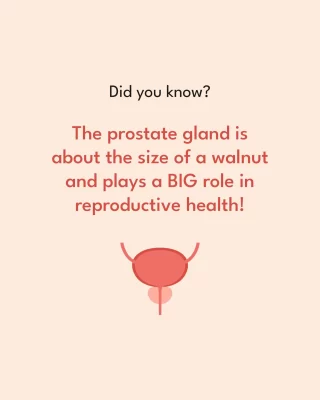 Well, we bet that you can't look at walnuts the same way again 🥜
The prostate gland is crucial to every man - it produces seminal fluid, which nourishes and helps transport the sperm. That's quite an important role indeed 👀
Comment 👍🏽 if you want more facts like these!
.
.
#prostategland #walnuts #walnut #reproductivehealth #seminalfluid #semen #sperms #sperm #prostate #prostatecancer #prostatecancerawareness #ejaculation #ejaculate